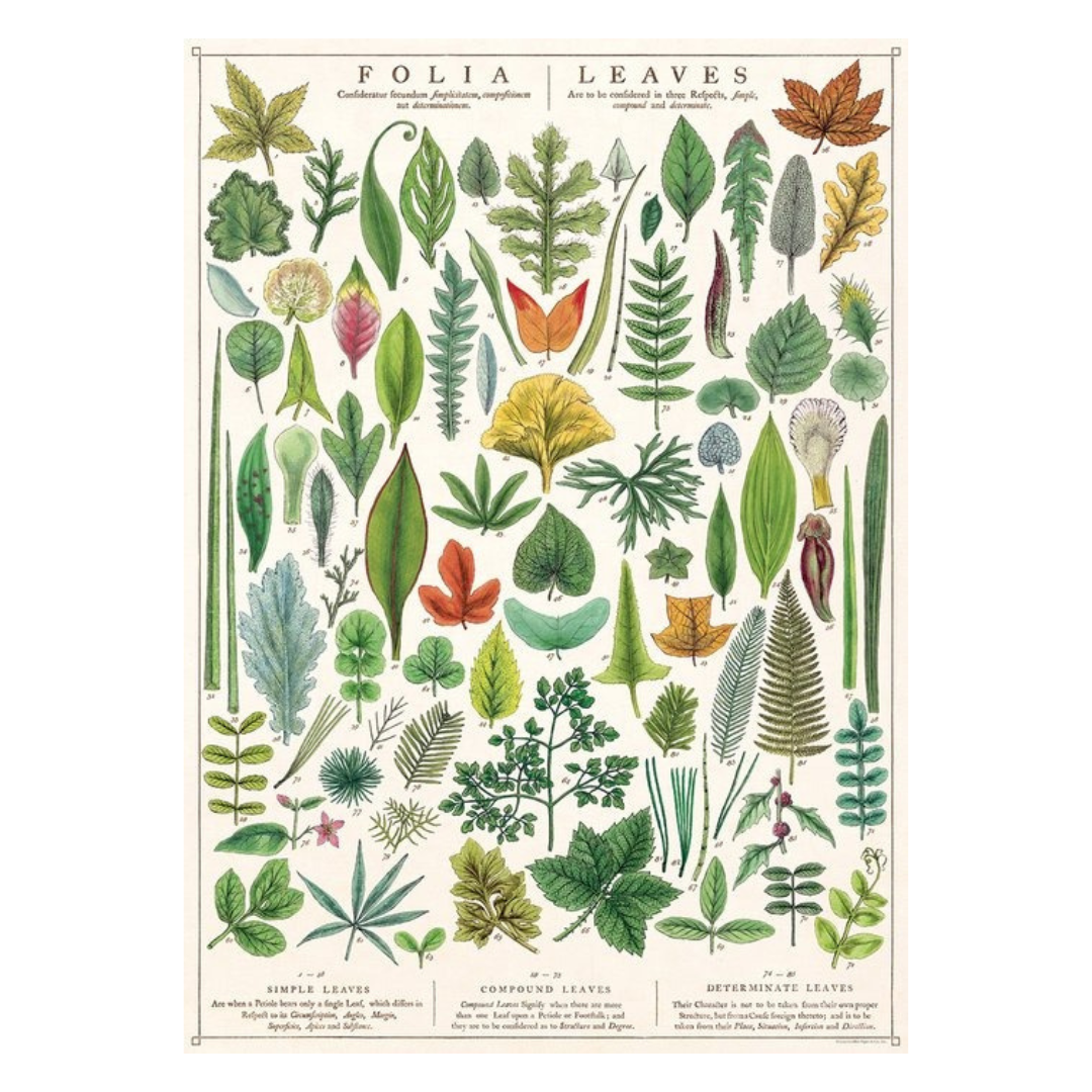 Folia Leaves Poster