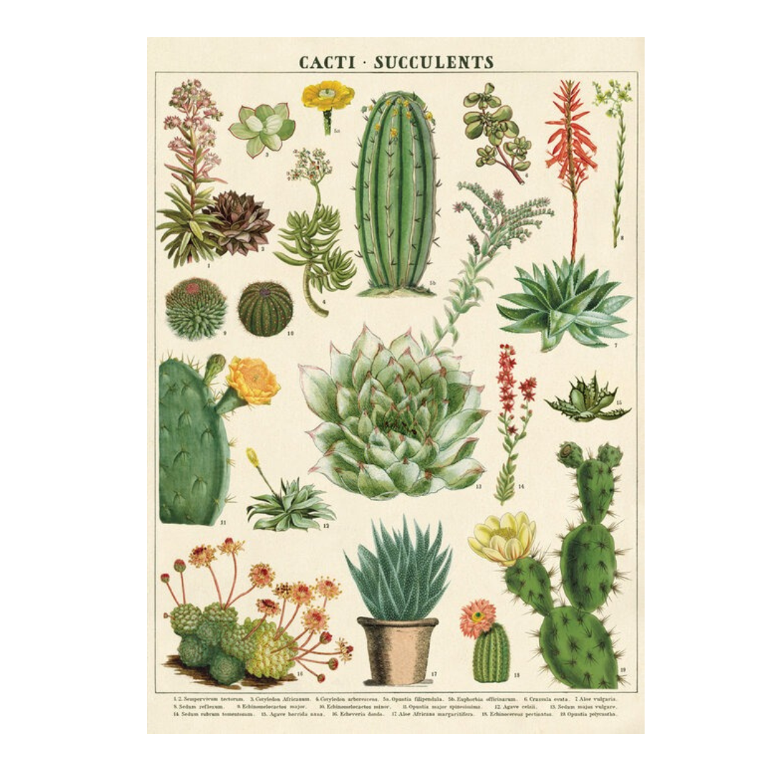 Cacti &amp; Succulents Poster
