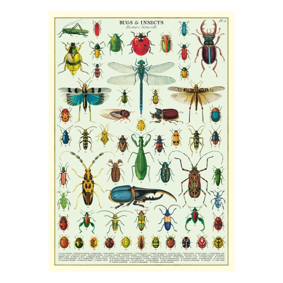Bugs &amp; Insects Poster