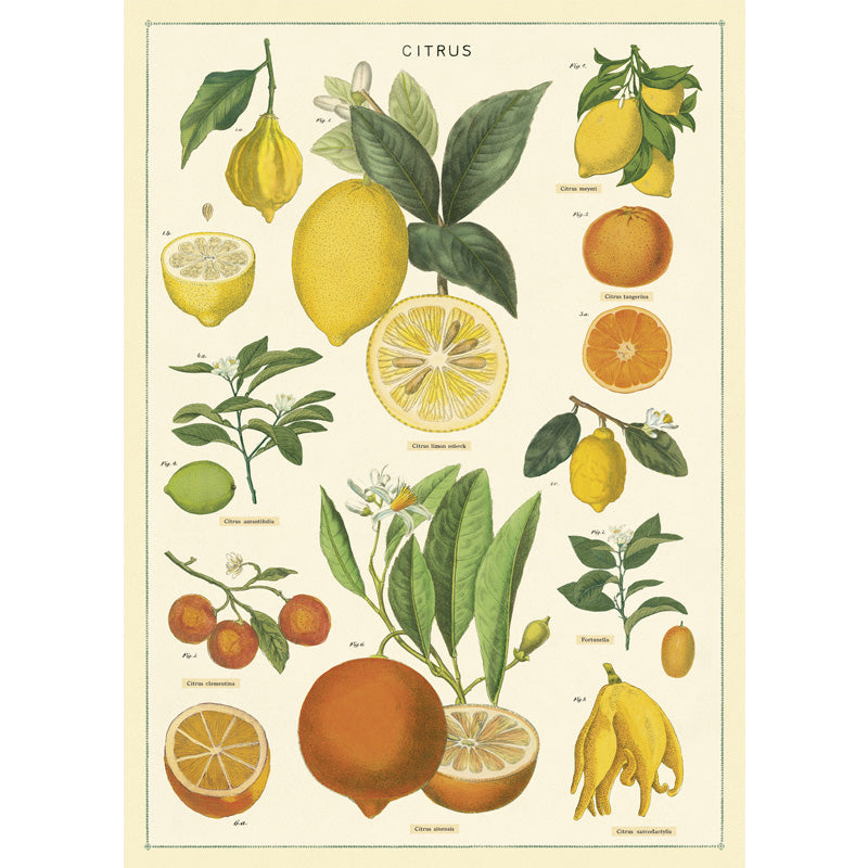 Citrus poster