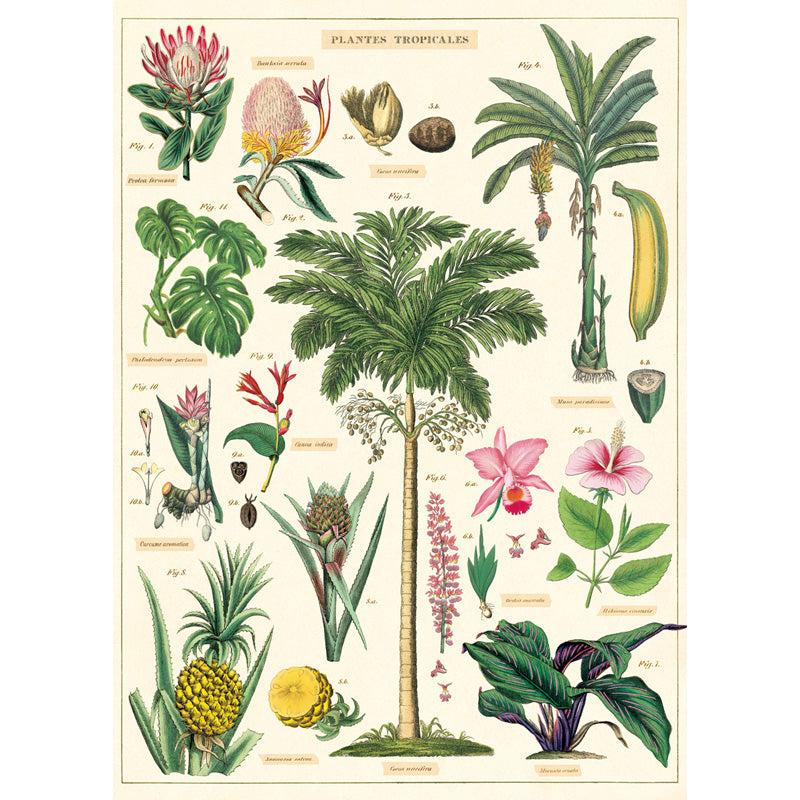 Tropical Plants Poster