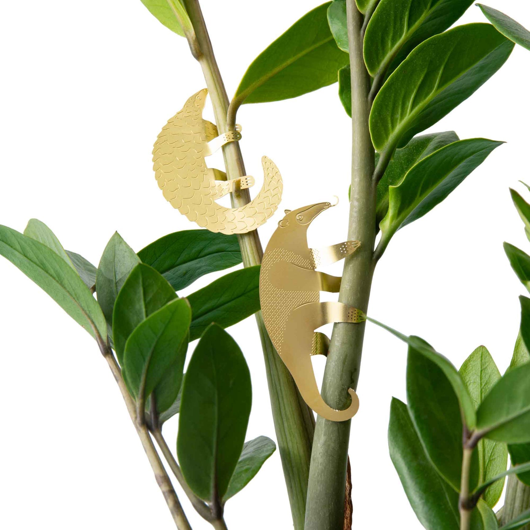 Anteater golden plant animal