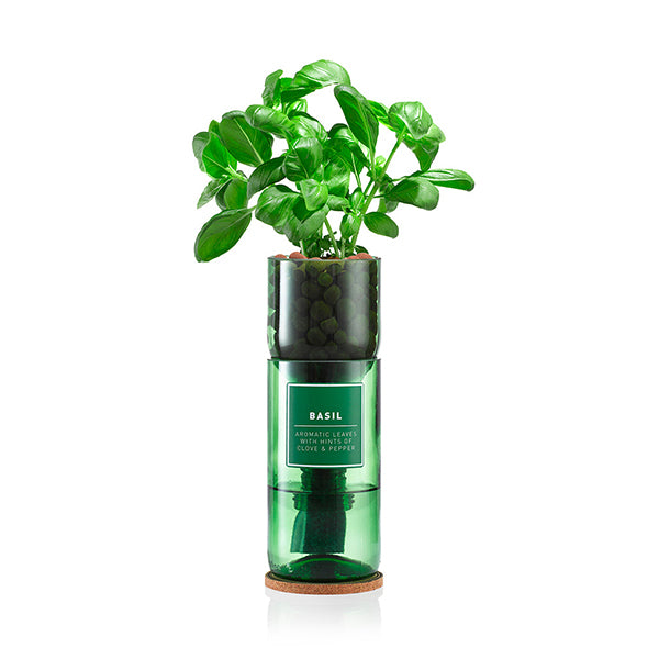 Basil  Hydro-Herb Kit