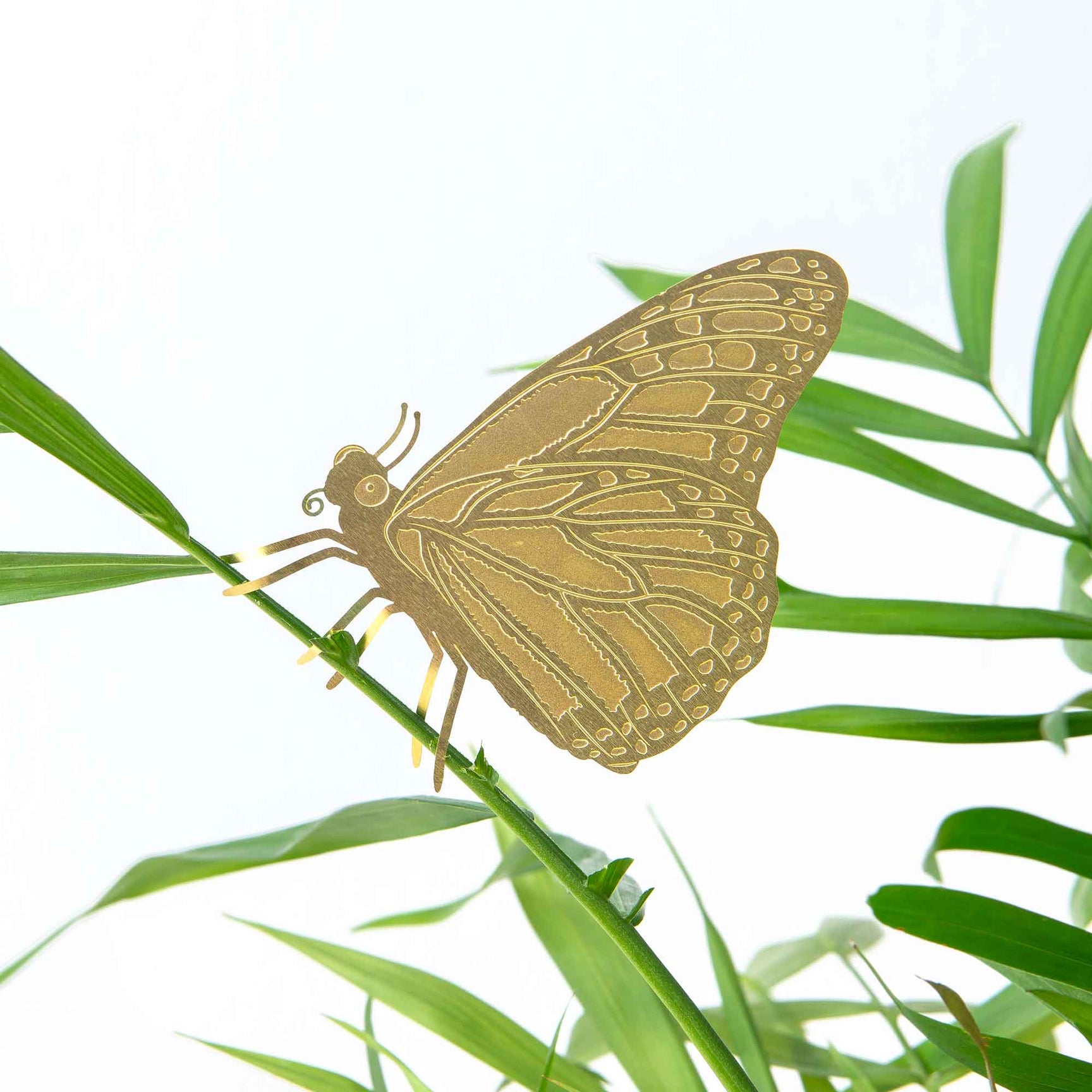 Butterfly golden plant animal