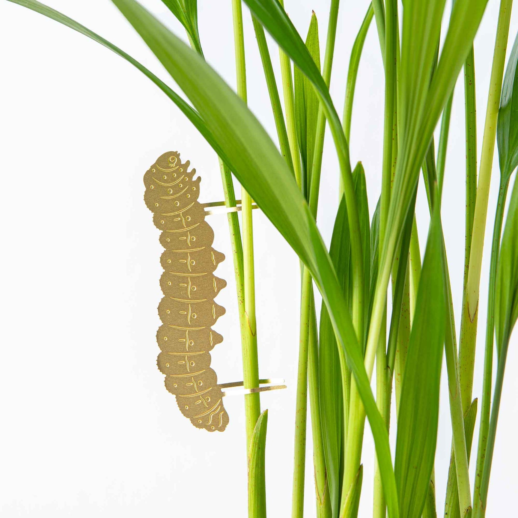 Caterpillar golden plant animal