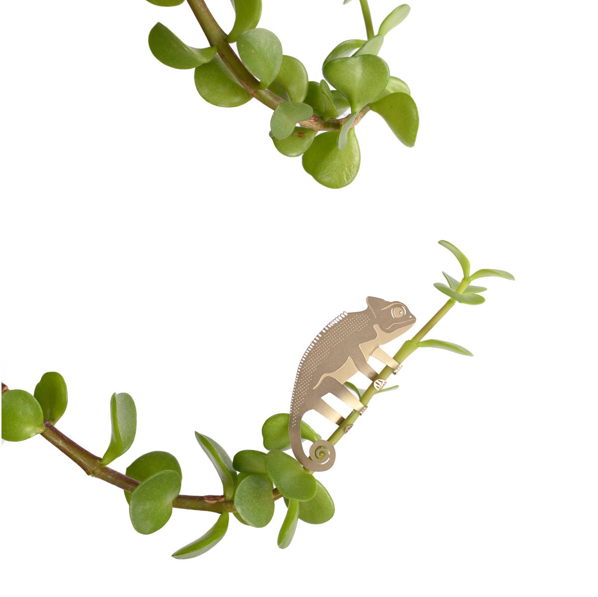 chameleon golden plant animal