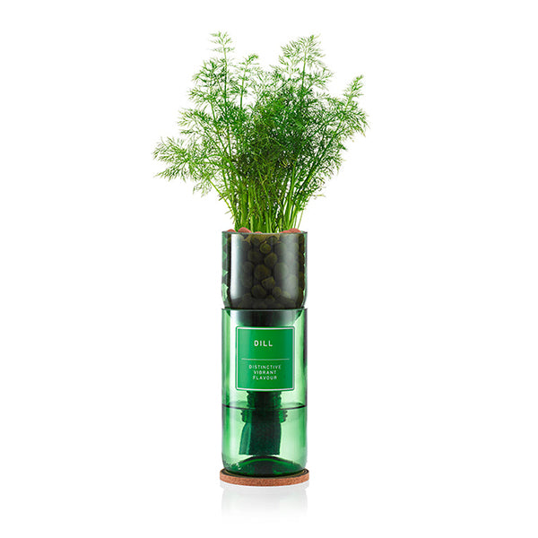 Dill - Hydro-Herb Kit