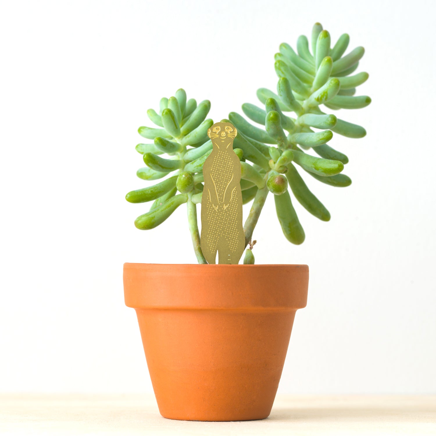 meerkat golden plant animal