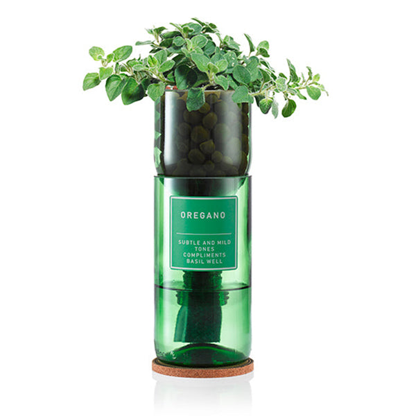 Oregano - Hydro-Herb Kit