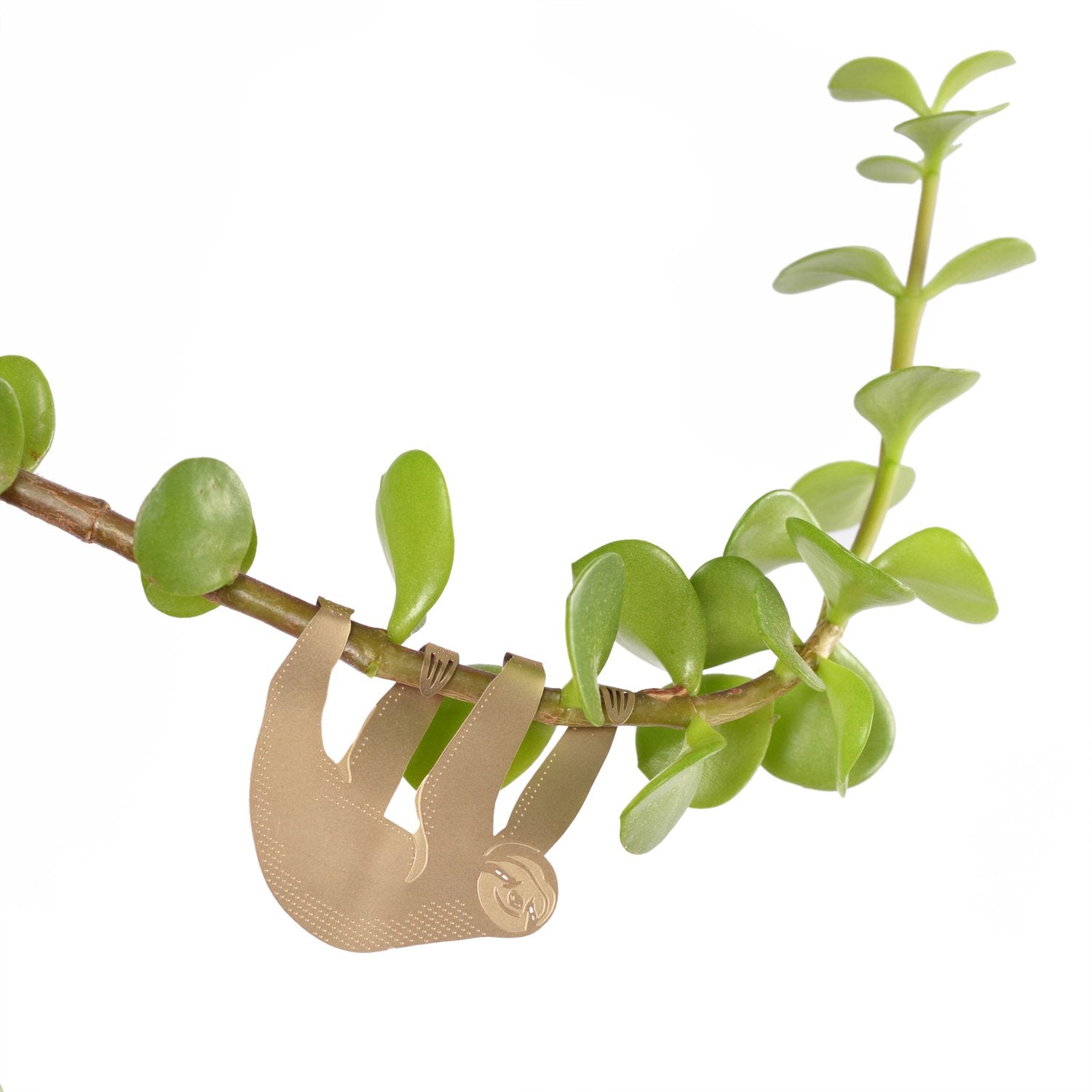 sloth golden plant animal