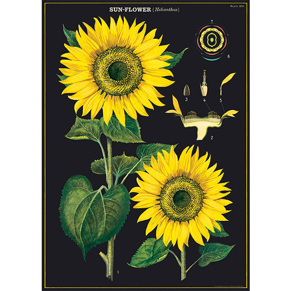 sunflower poster