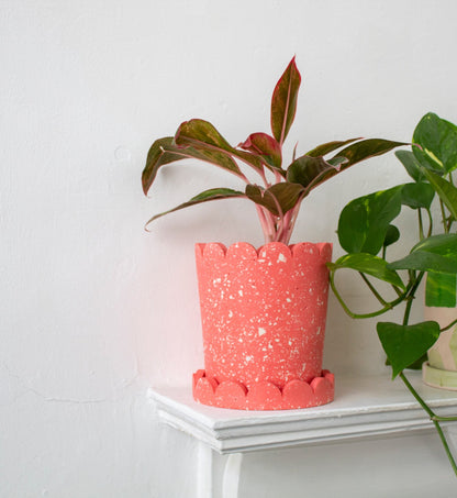 Palm Springs Planter - Pink