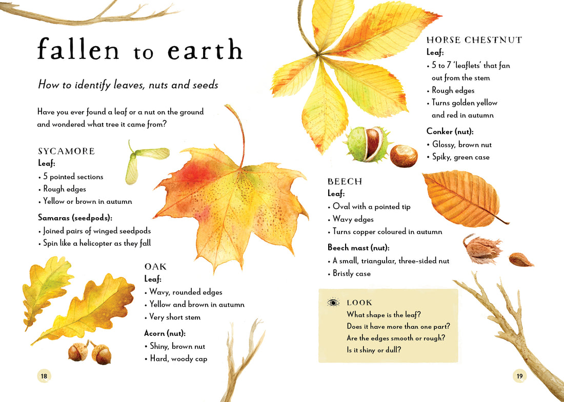 Educational leaflet on identifying leaves, nuts, and seeds with illustrations and text.