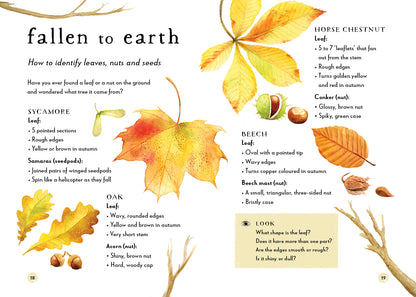 Educational leaflet on identifying leaves, nuts, and seeds with illustrations and text.