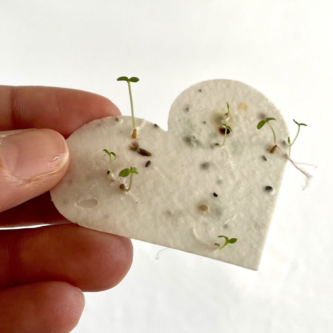 Grow The Love! Plantable Seed Paper Hearts - Pack of 10 Wildflower Seeds