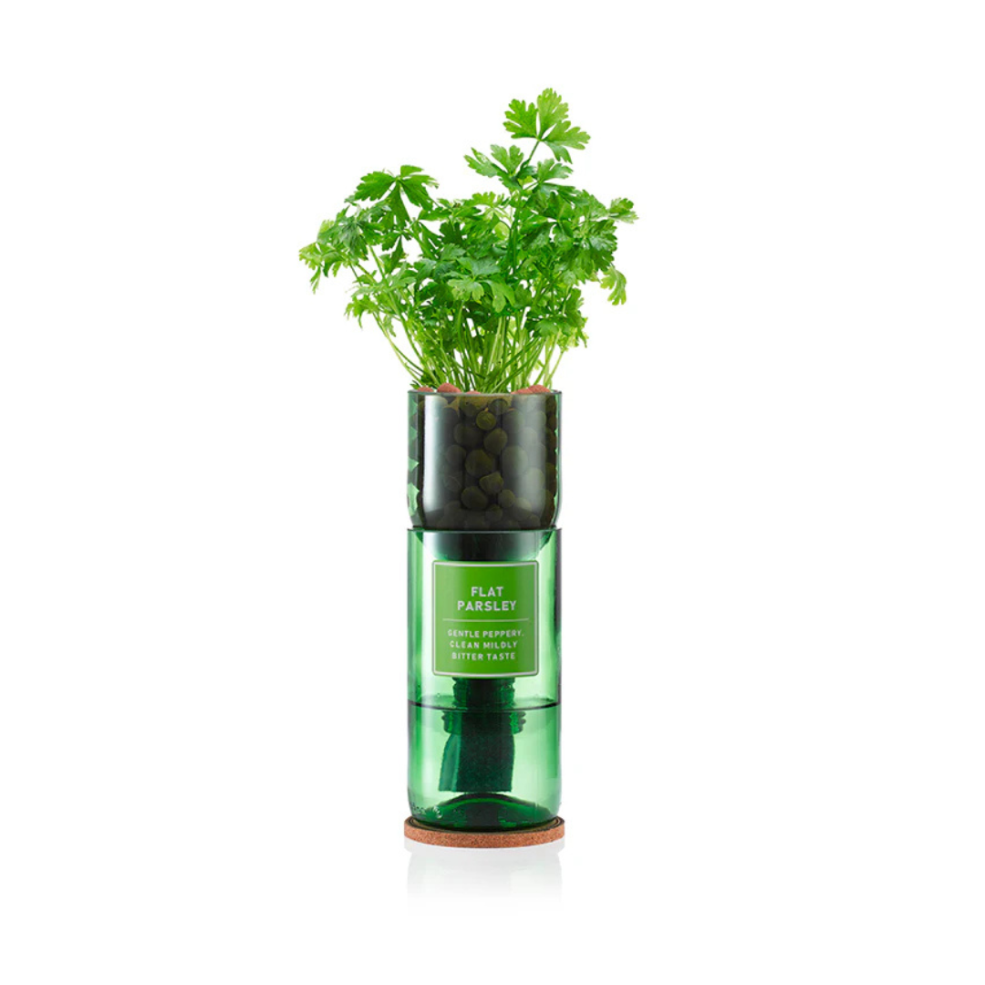 Flat Parsley Hydro Herb Kit