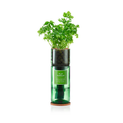 Flat Parsley Hydro Herb Kit