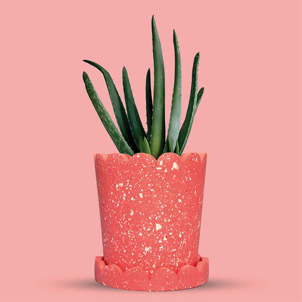 Palm Springs Planter - Pink