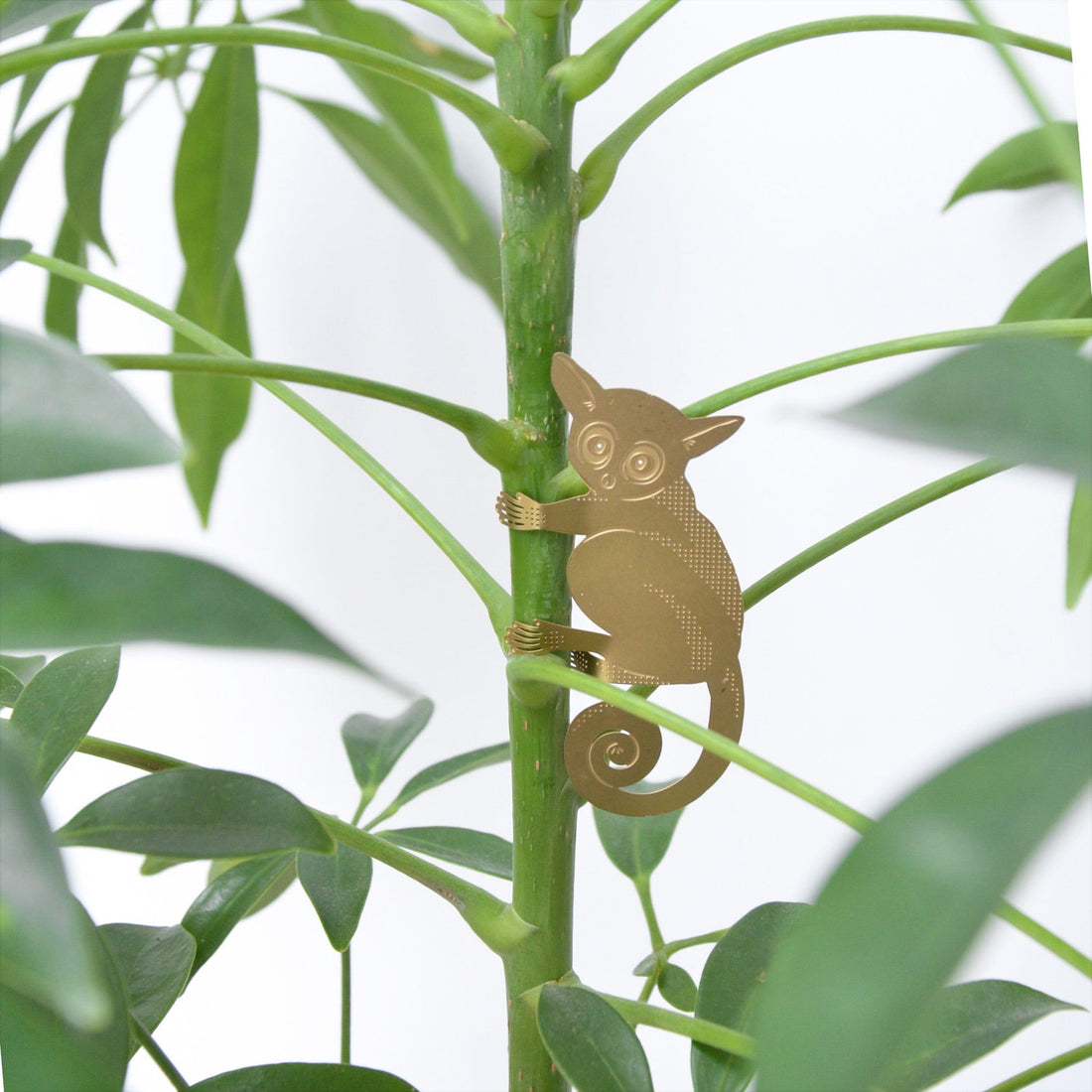 bush baby golden plant animal