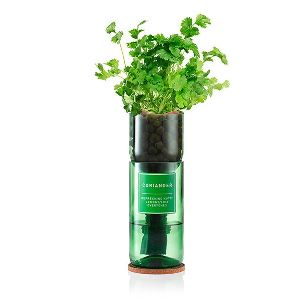 Coriander - Hydro-Herb Kit