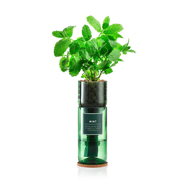 Mint - Hydro-Herb Kit