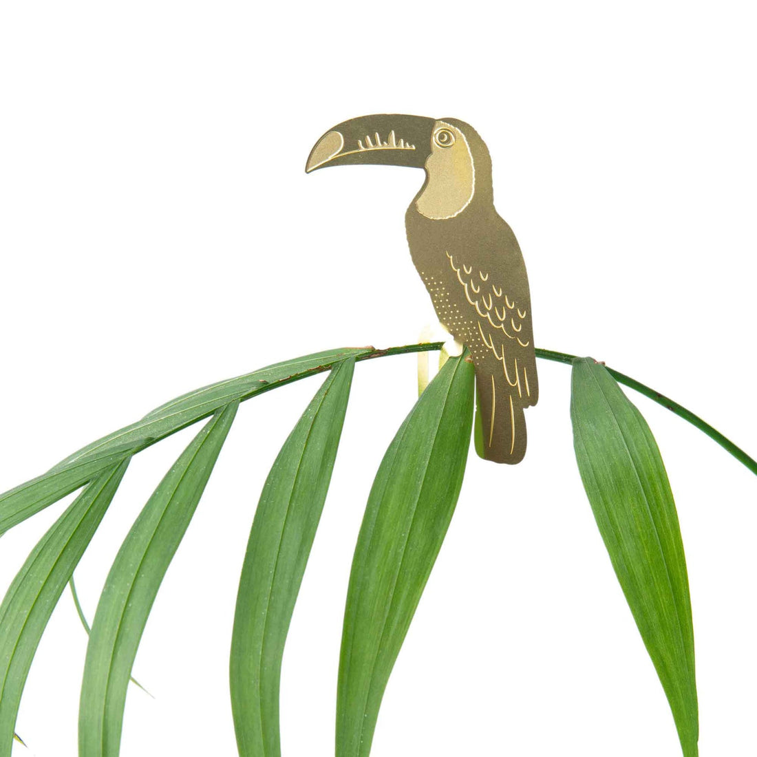 Toucan golden plant animal